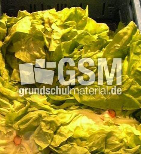 Kopfsalat.jpg